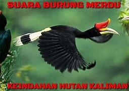 Apa Nama Burung Khas Kalimantan Tengah